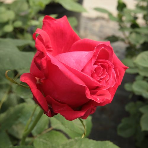 Rosa Alec's Red™ - rojo - Árbol de Rosas Híbrido de Té - rosal de pie alto- forma de corona de tallo recto